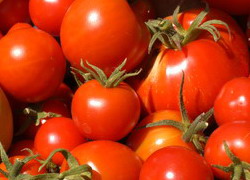 Projekt ToKar tomaten